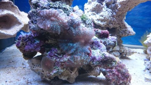 Div. Discosoma