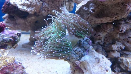 Euphyllia glabrescens (green)