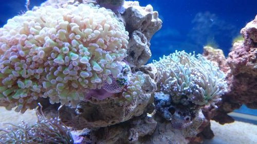 12.JPG (49.9 KiB) Vist 3484 gange Euphyllia paraancora (grøn med lilla spidser). Lige midt i billedet kan man se de to små fragmenter fra min Euphyllia paraancora (grøn med lilla spidser), som var faldet af, og som jeg troede var døde. Dem tog jeg op fra det hul, som jeg havde lagt dem i, og vovede mig, om jeg kunne lime dem fast, da der kun er meget lidt skelet tilbage, men det lykkedes heldigvis =)