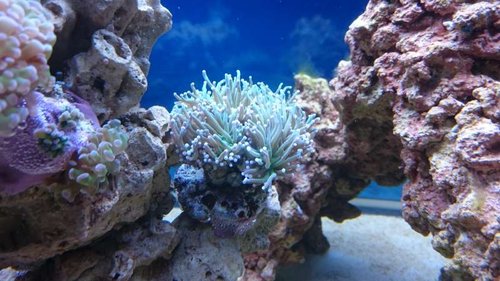 Euphyllia glabrescens (Torch)