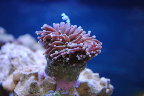 Euphyllia glabrescens (Australia orange)