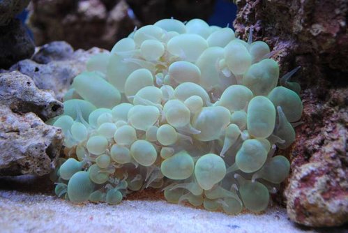 Plerogyra sinuosa (green)