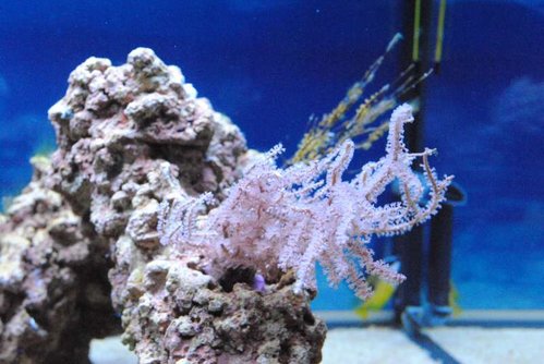 Eunicea succinea