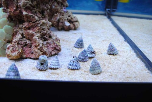 Nerita sp. og Trochus snail