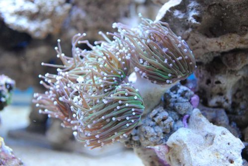 Euphyllia glabrescens (green)
