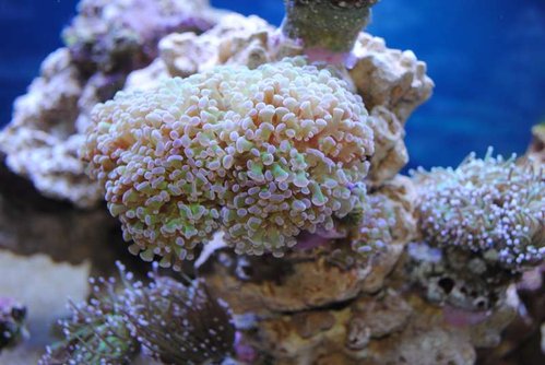 7.JPG (48.79 KiB) Vist 3484 gange Euphyllia paraancora (grøn med lilla spidser)