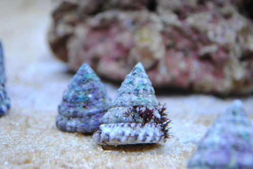 16.JPG (33.62 KiB) Vist 3484 gange Trochus snail