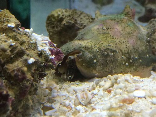 Fighting conch som kigger ud( verdens bedste alge æder når den ik sover)
