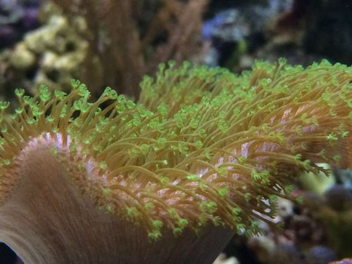Toadstool er blivet venner med den sorte "tribal" blenny så nu er den ik lukket hele tiden.