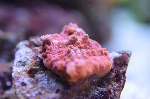 DSC_0016.JPG