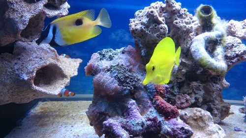 7.JPG (55.96 KiB) Vist 4266 gange Amphiprion ocellaris, Siganus unimaculatus og Zebrasoma flavescens