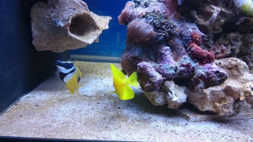 8.JPG (52.48 KiB) Vist 4266 gange Siganus unimaculatus og Zebrasoma flavescens