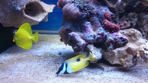 9.JPG (56.12 KiB) Vist 4266 gange Amphiprion ocellaris, Siganus unimaculatus og Zebrasoma flavescens