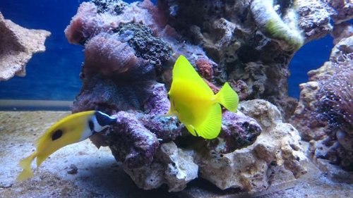 10.JPG (52.61 KiB) Vist 4266 gange Siganus unimaculatus og Zebrasoma flavescens