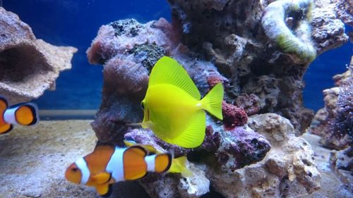 11.JPG (48.91 KiB) Vist 4266 gange Amphiprion ocellaris og Zebrasoma flavescens