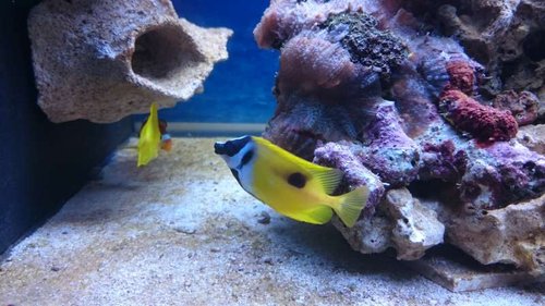 12.JPG (51.28 KiB) Vist 4266 gange Amphiprion ocellaris, Siganus unimaculatus og Zebrasoma flavescens