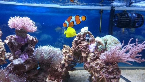 Amphiprion ocellaris, Zebrasoma flavescens, Siganus unimaculatus og Lysmata amboinensis