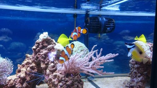 3.JPG (51.49 KiB) Vist 4266 gange Amphiprion ocellaris, Zebrasoma flavescens, Siganus unimaculatus og Lysmata amboinensis