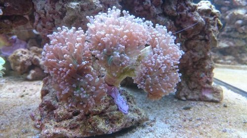 Ny Euphyllia paradivisa (lilla)