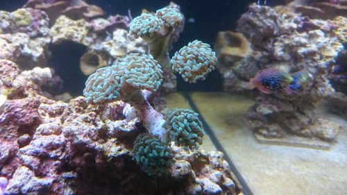 15.JPG (50.38 KiB) Vist 4266 gange Ny Euphyllia paraancora (grøn)