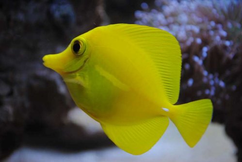 1.JPG (22.39 KiB) Vist 4266 gange Zebrasoma flavescens