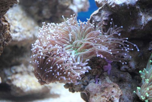 Euphyllia glabrescens (green)