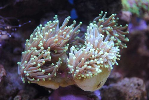 4.JPG (41.58 KiB) Vist 4266 gange Nærbillede af den nye Euphyllia glabrescens (Torch) (neongul/grøn)