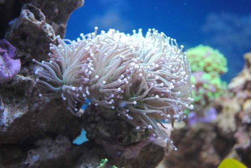 6.JPG (43.15 KiB) Vist 4266 gange Euphyllia glabrescens (Torch)