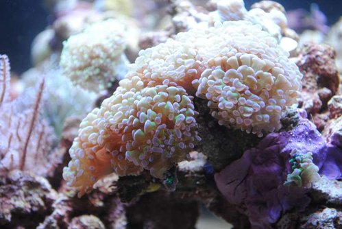 Euphyllia paraancora (grøn med lilla spidser)