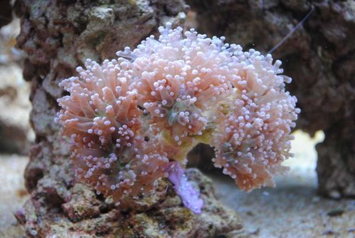 15.JPG (50.12 KiB) Vist 4266 gange Ny Euphyllia paradivisa (lilla)
