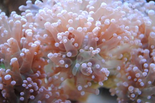 16.JPG (39.23 KiB) Vist 4266 gange Makrobillede af ny Euphyllia paradivisa (lilla)