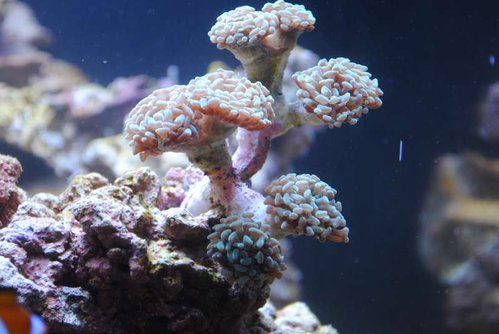 17.JPG (43.52 KiB) Vist 4266 gange Ny Euphyllia paraancora (grøn)