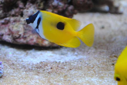 18.JPG (34.85 KiB) Vist 4266 gange Siganus unimaculatus