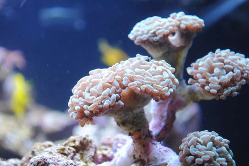 23.JPG (38.76 KiB) Vist 4266 gange Nærbillede af ny Euphyllia paraancora (grøn)