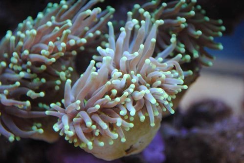 24.JPG (40.67 KiB) Vist 4266 gange Makrobillede af den nye Euphyllia glabrescens (Torch) (neongul/grøn)
