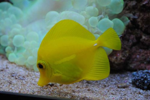26.JPG (32.59 KiB) Vist 4266 gange Zebrasoma flavescens