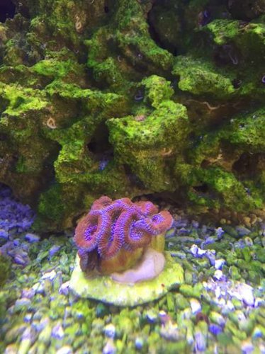 acan rasta rainbow