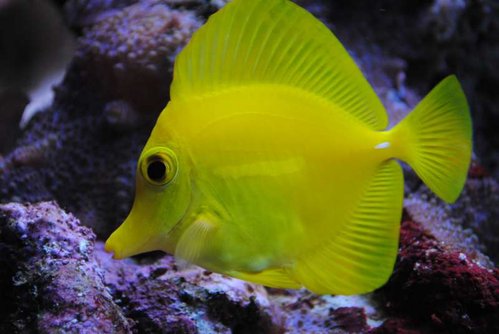 Zebrasoma flavescens