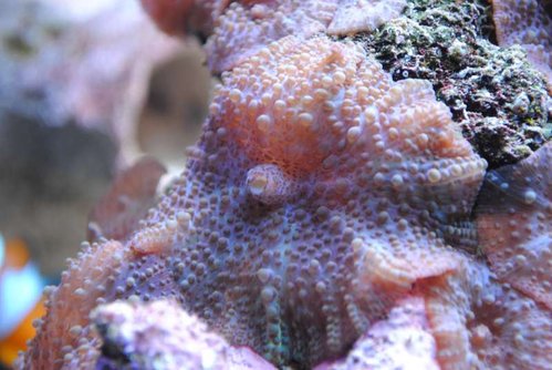 Discosoma