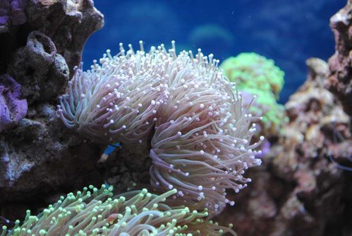 Euphyllia glabrescens (Torch)