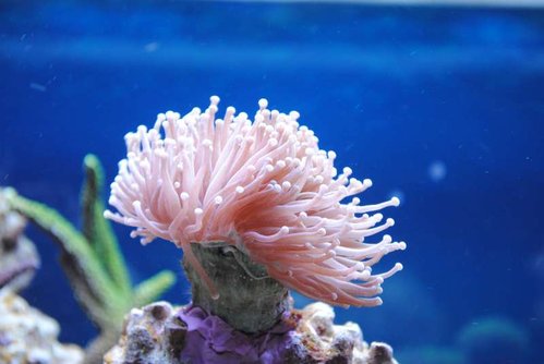 Euphyllia glabrescens (Australia orange)