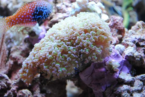 Euphyllia paraancora (grøn med lilla spidser)