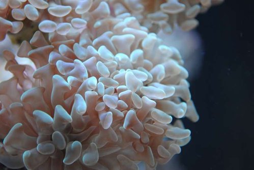Makrobillede af Euphyllia paraancora (grøn)