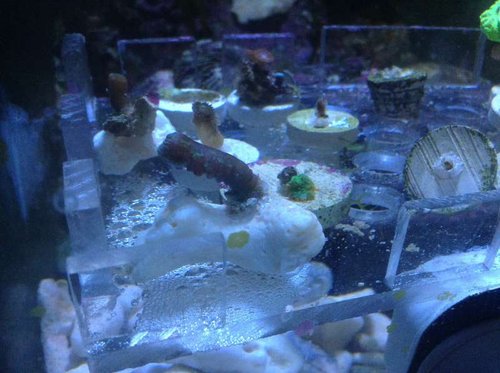 Dyr200's lange slange "polyp"