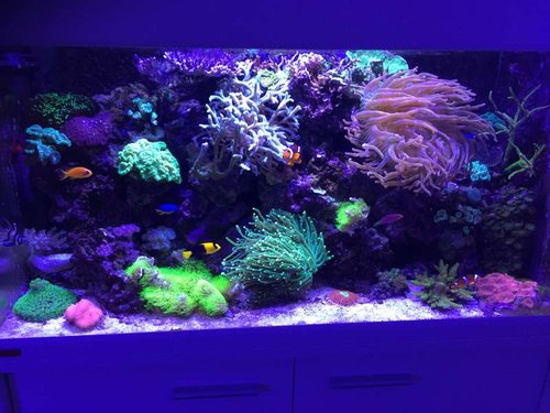 Aquarium 2016.06.JPG