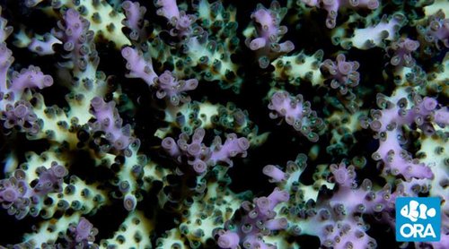 Ora Acropora "Pearlberry"