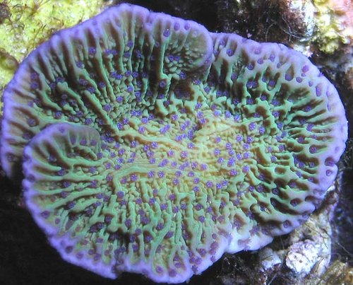 Reeffarmers Montipora spec. Flower petal polyps"