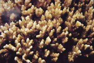 Billede af en "vild" Montipora setosa.