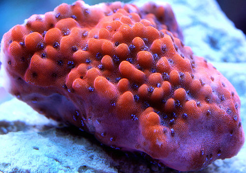 Montipora "mystic monti"