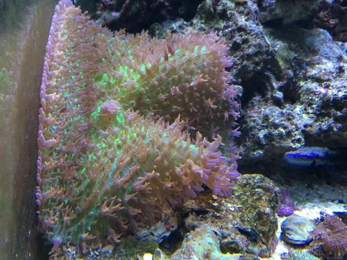 big rhodactis "Hairy" Mushroom coral